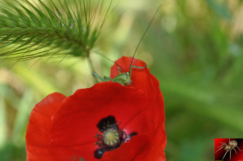 Green Grasshopper on Poppy