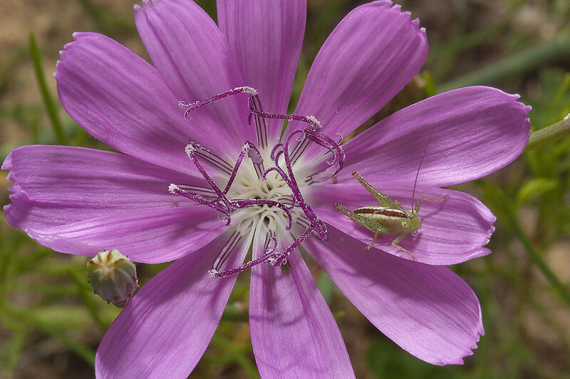 Green Grasshopper on Purple Flower