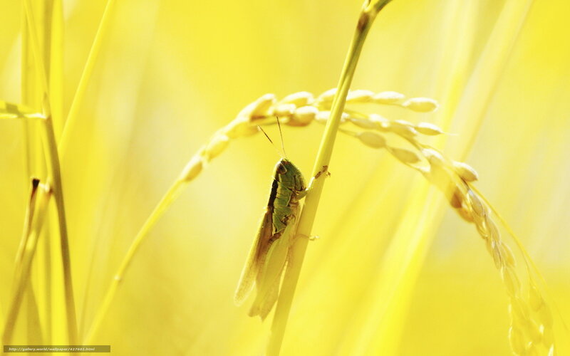 Green Grasshopper on Rice