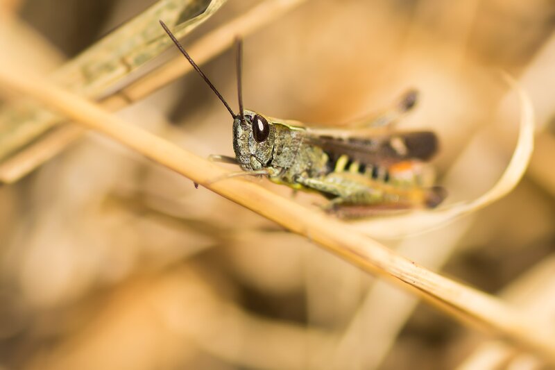 Green Grasshopper on Stem — Brown