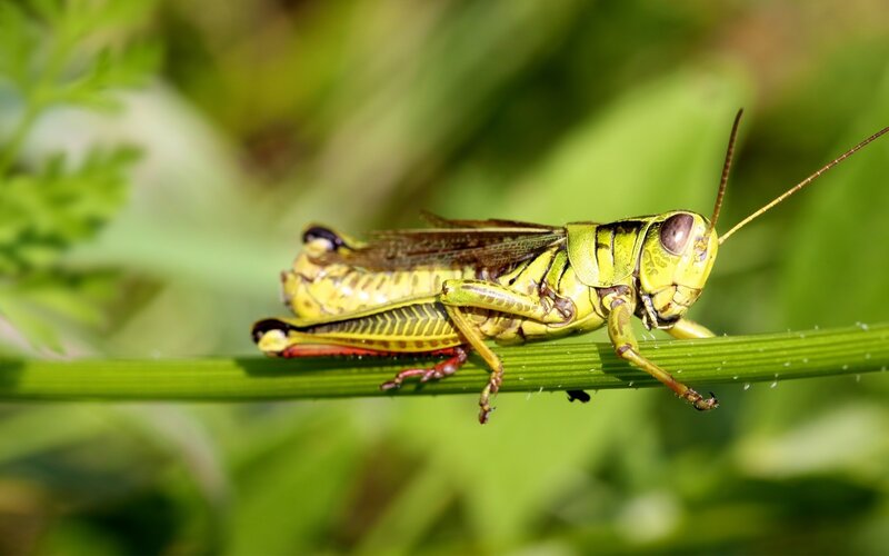 Green Grasshopper on Stem — Natural, Afternoon, Photograph, Plant