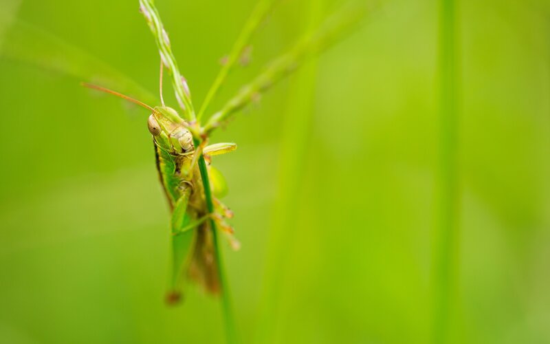 Green Grasshopper on Stem — Natural, Afternoon