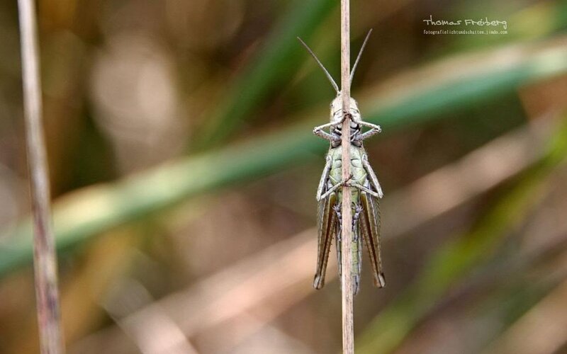 Green Grasshopper on Stem — Natural