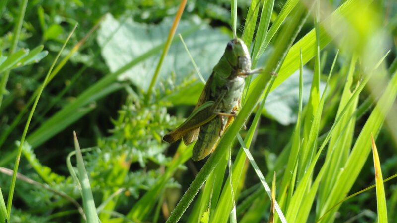 Green Grasshopper on Stem
