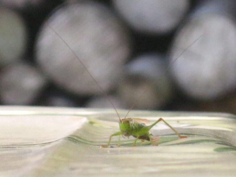 green grasshopper on surface