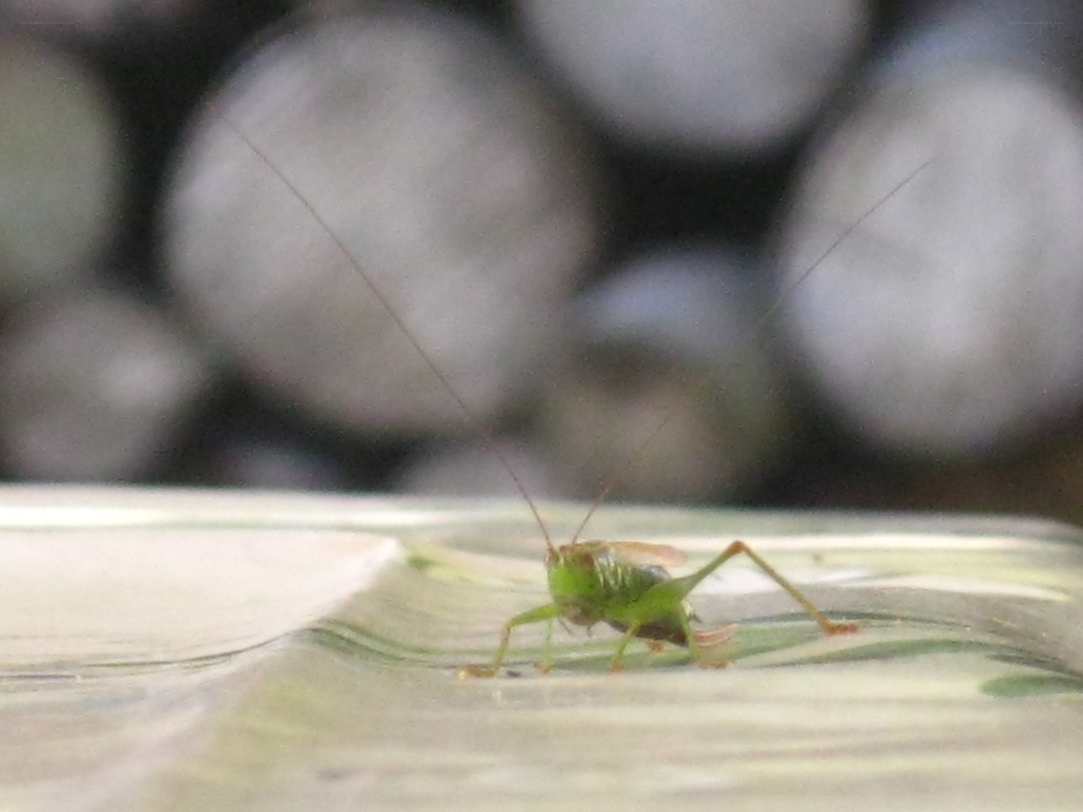 green grasshopper on surface