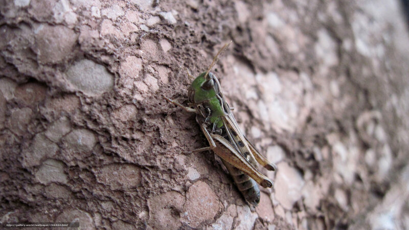 green grasshopper on tree bark
