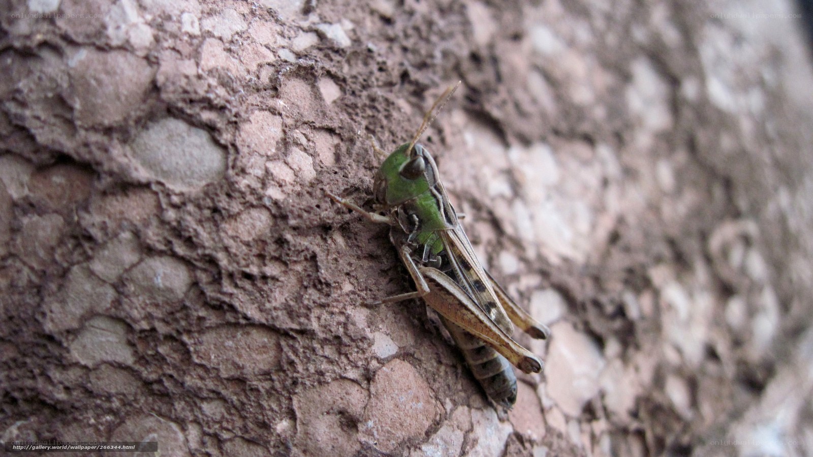 green grasshopper on tree bark