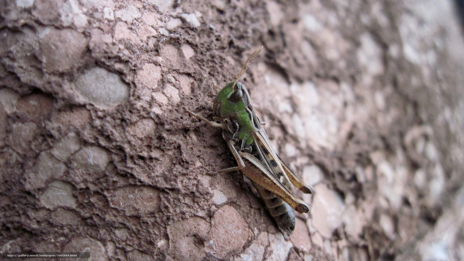 green grasshopper on tree bark