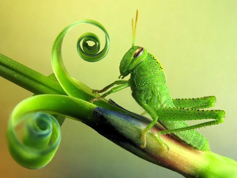 Green Grasshopper on Vine