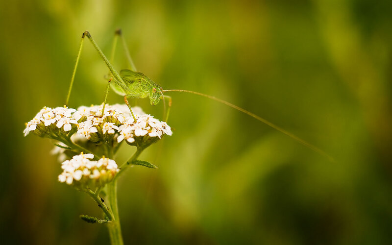 Green grasshopper on white flowers
