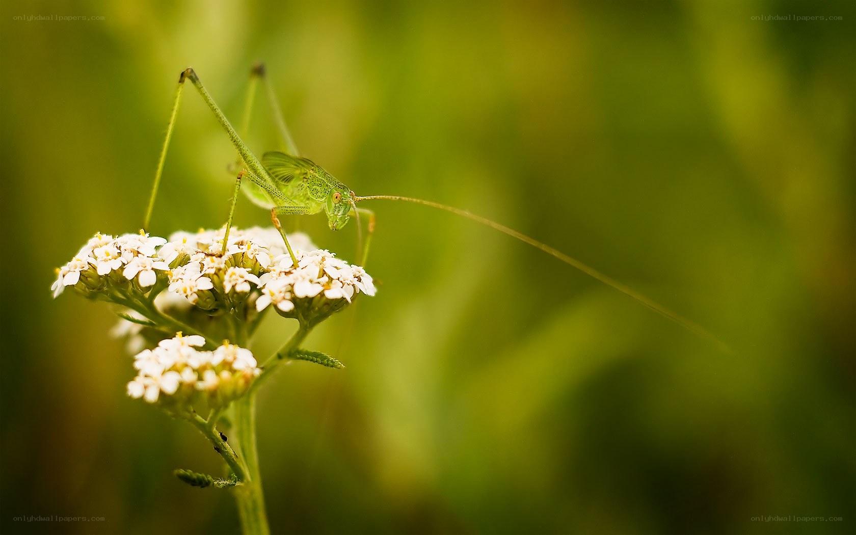 Green grasshopper on white flowers