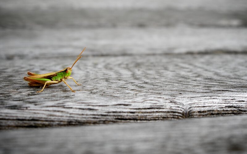 Green Grasshopper on Wood — Calm