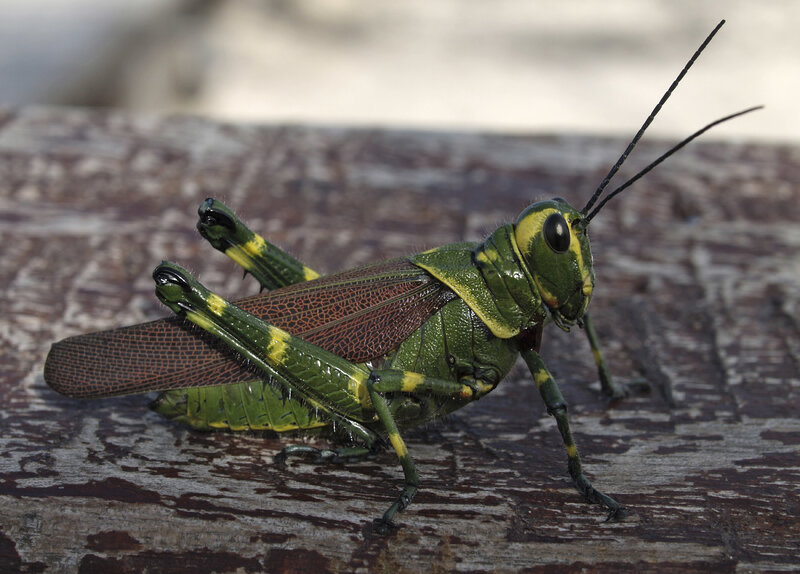 green grasshopper on wood