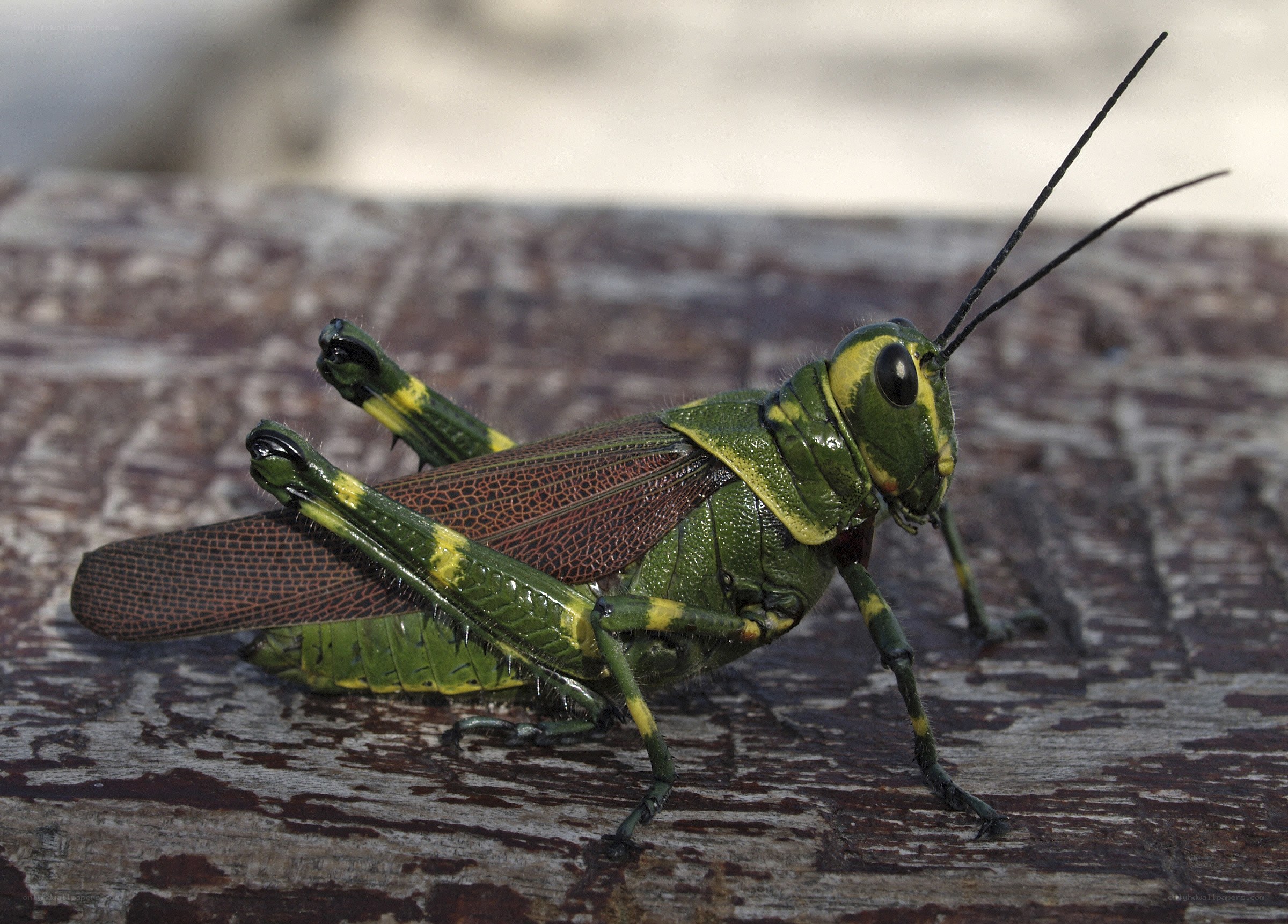 green grasshopper on wood