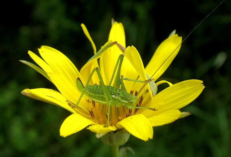 Green grasshopper on yellow flower