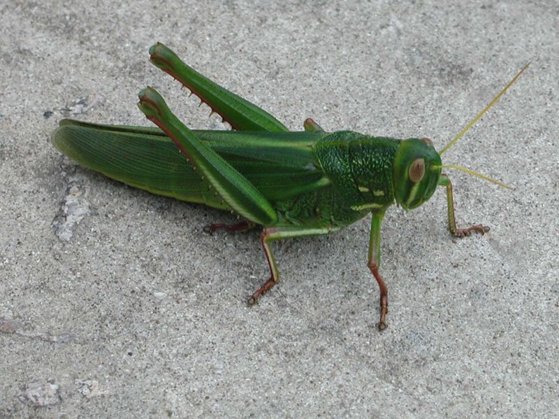 Green Grasshopper