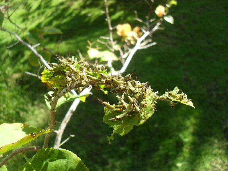 Green Grasshoppers on Branch