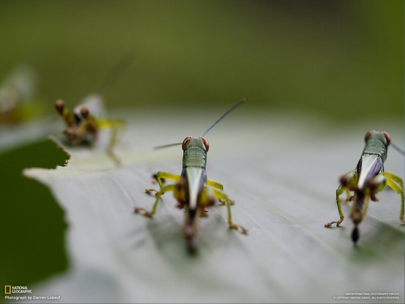 Green Grasshoppers on Leaf