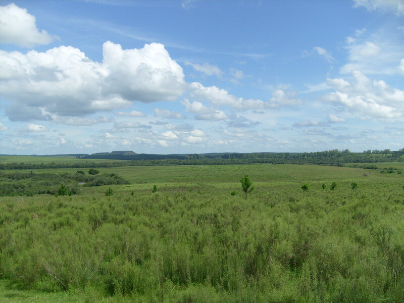 Green Grassland Landscape