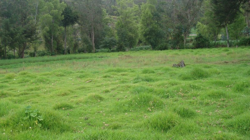 Green Grassy Field — Calm, Photograph
