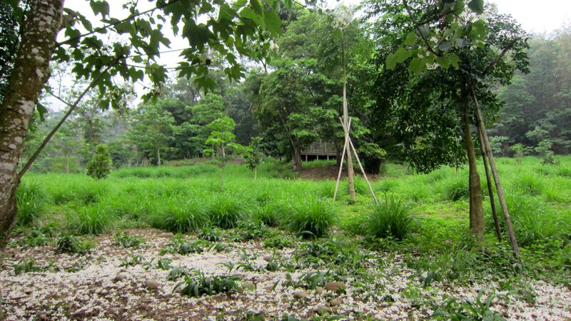 Green Grassy Field — Serene, Afternoon, Photograph