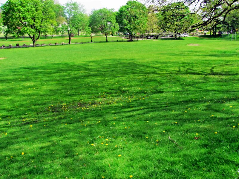 Green Grassy Field — Serene, Afternoon, Photograph, Trees
