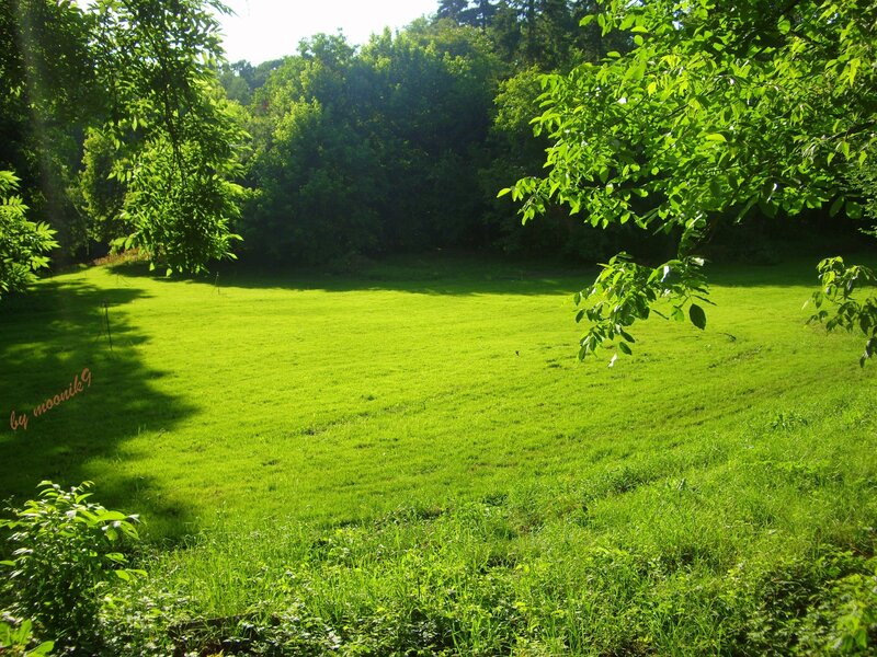 Green Grassy Field — Serene, Afternoon