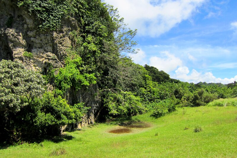 Green Grassy Field — Serene