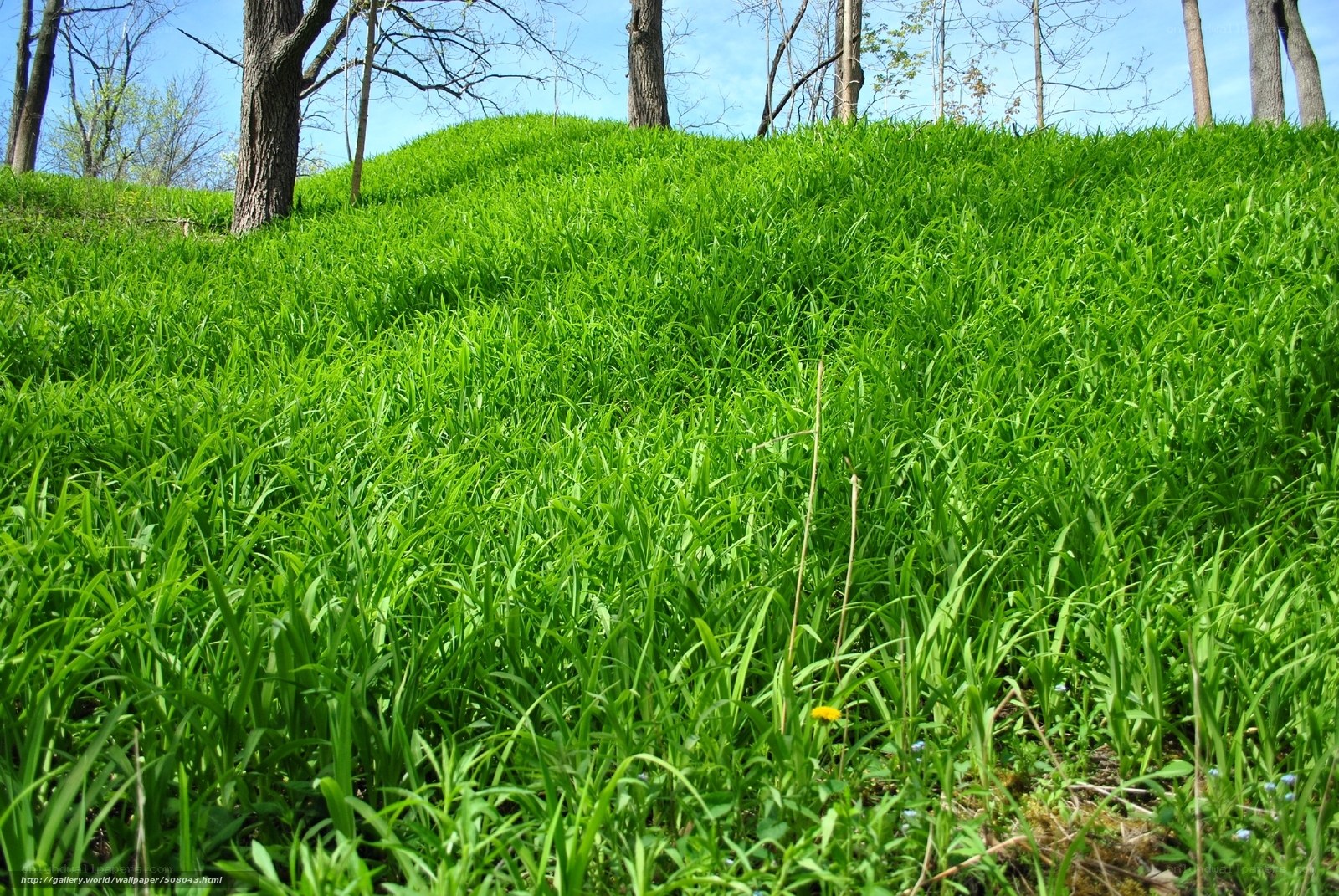 Green grassy hill with trees