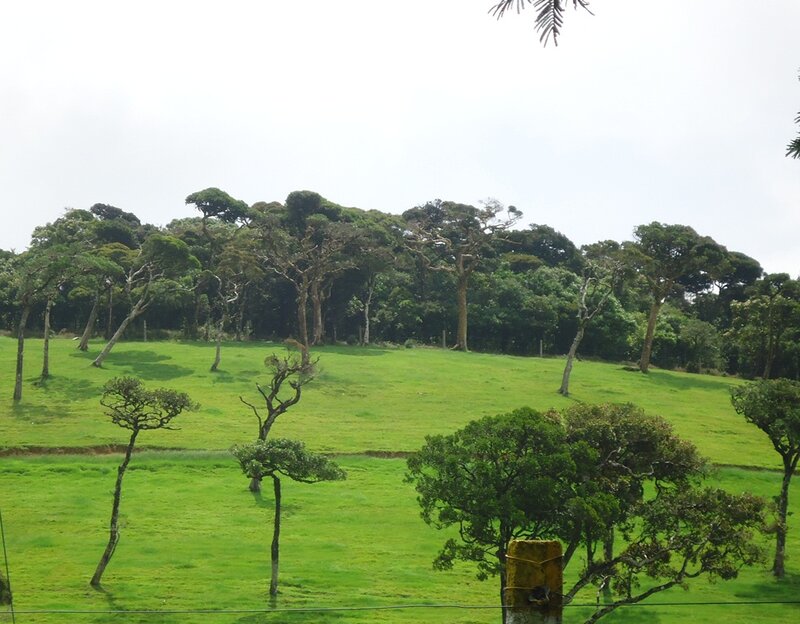 Green Grassy Hillside