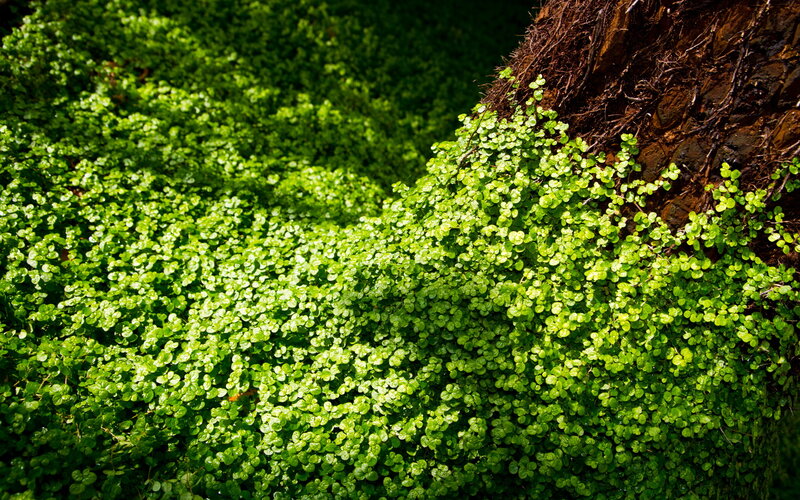 Green ground cover by tree trunk