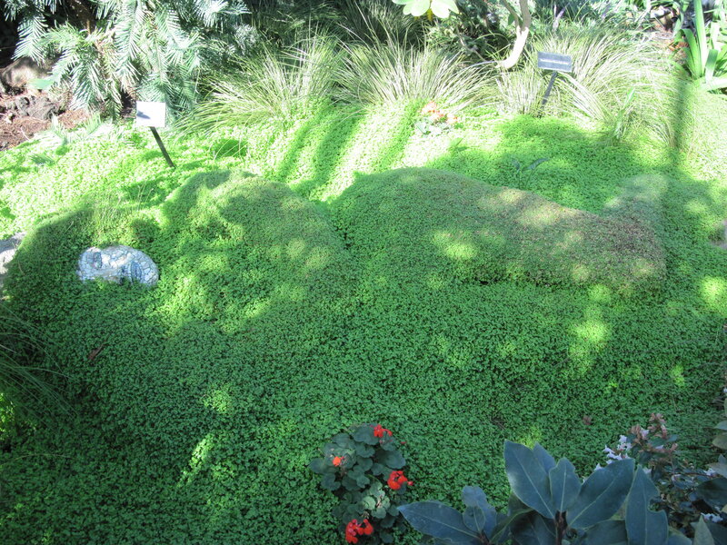 Green Ground Cover Plants — Serene