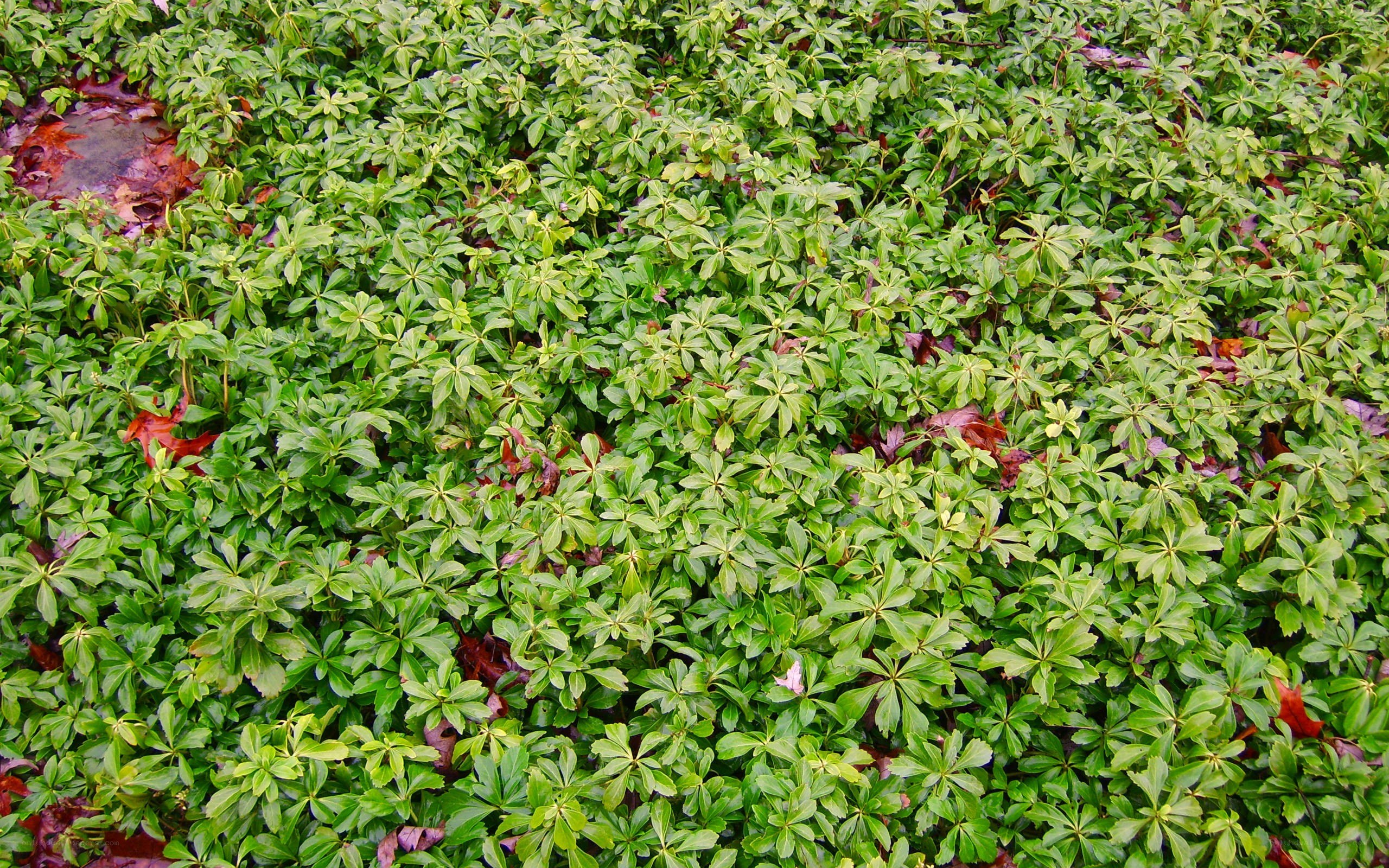 green ground cover plants