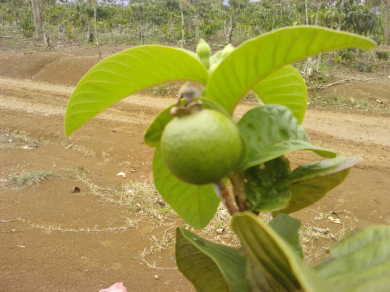 Green Guava Fruit