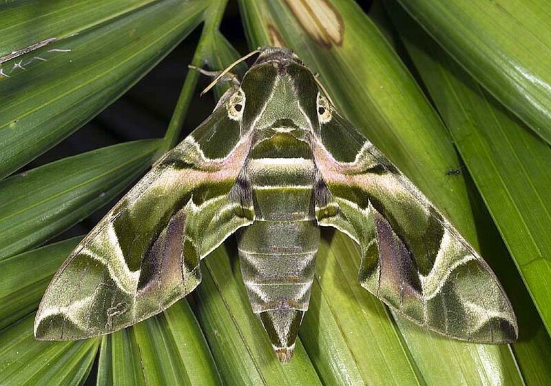 Green Hawk Moth