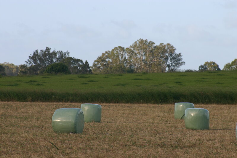 Green Hay Bales in Field