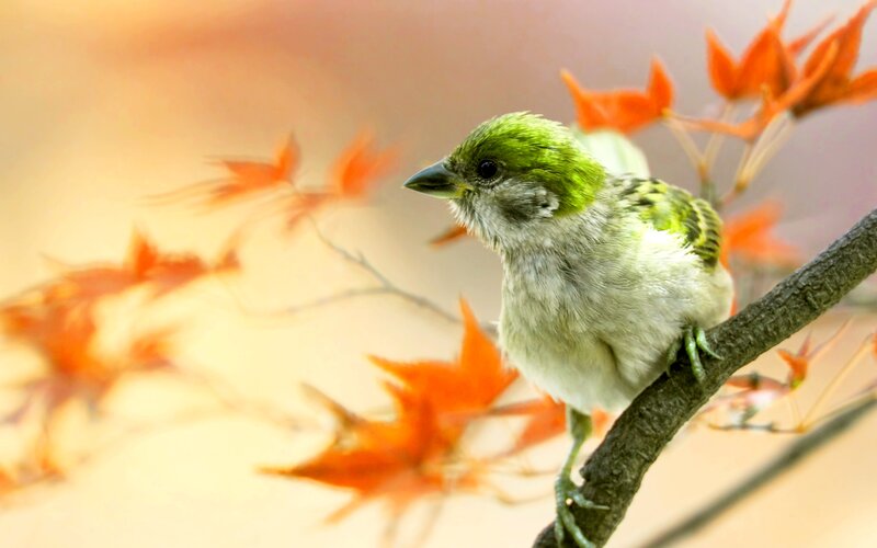 Green-headed Bird on Branch