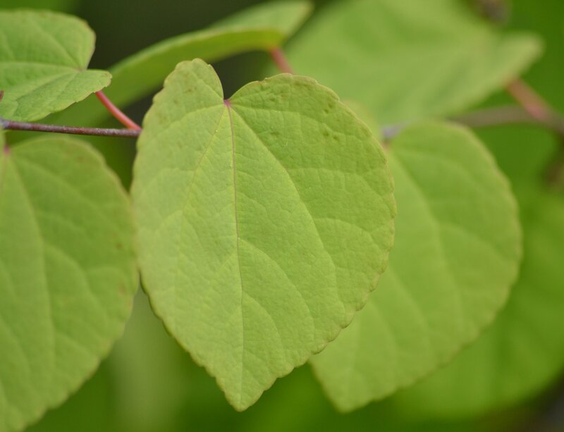 Green Heart-shaped Leaves — Calm