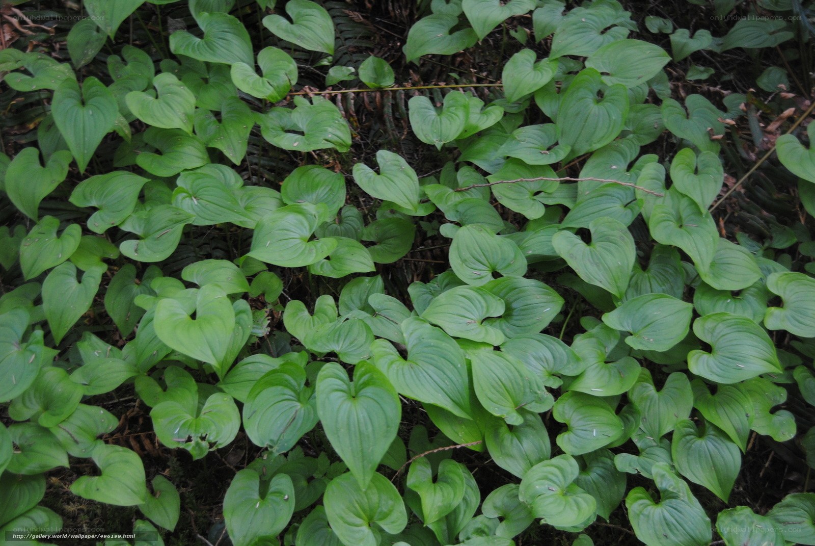 green heart-shaped leaves