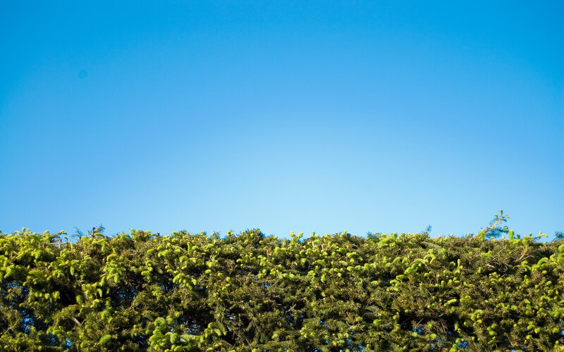 green hedge against blue sky