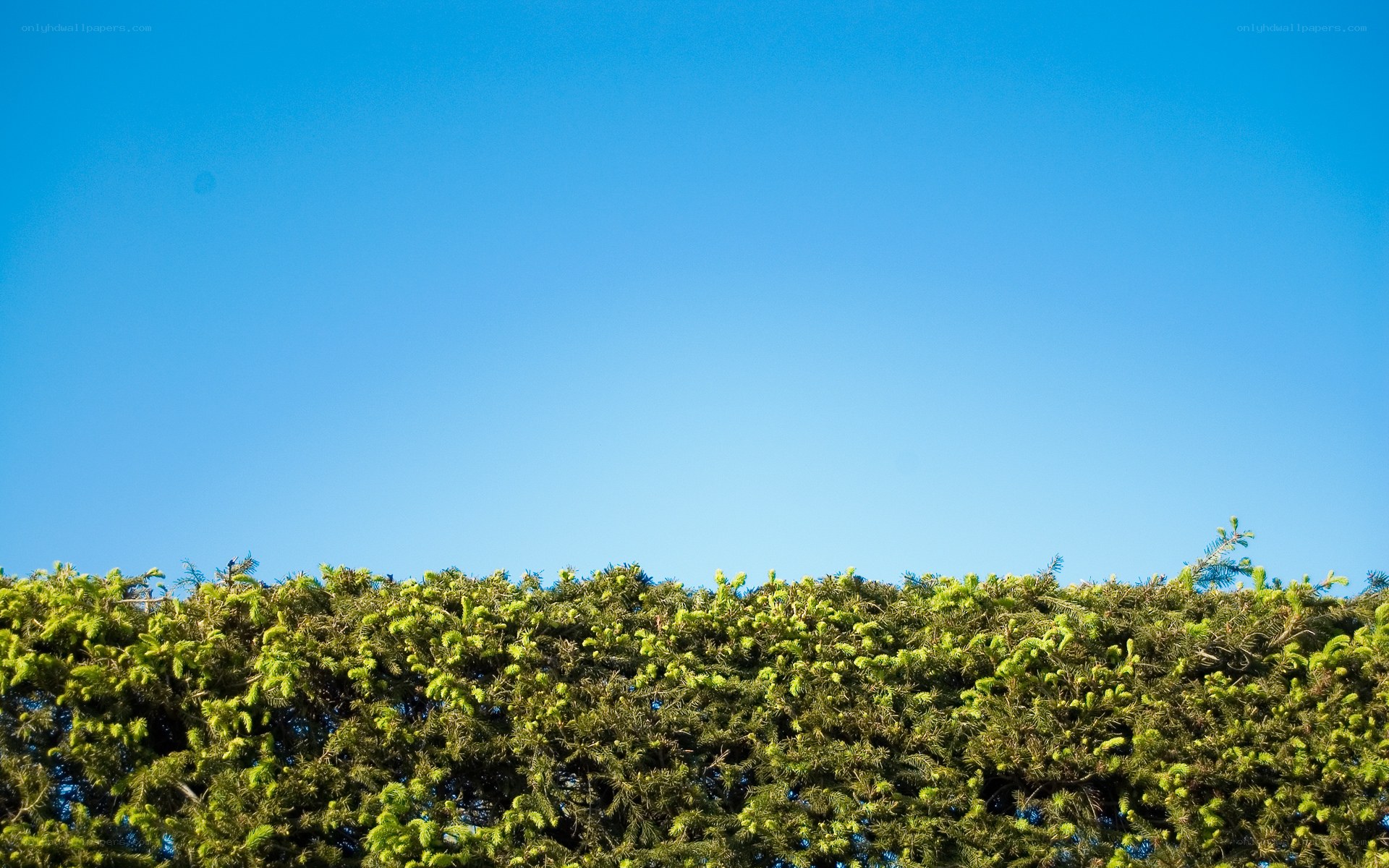 green hedge against blue sky