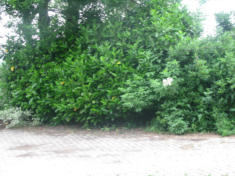 green hedge along paved path