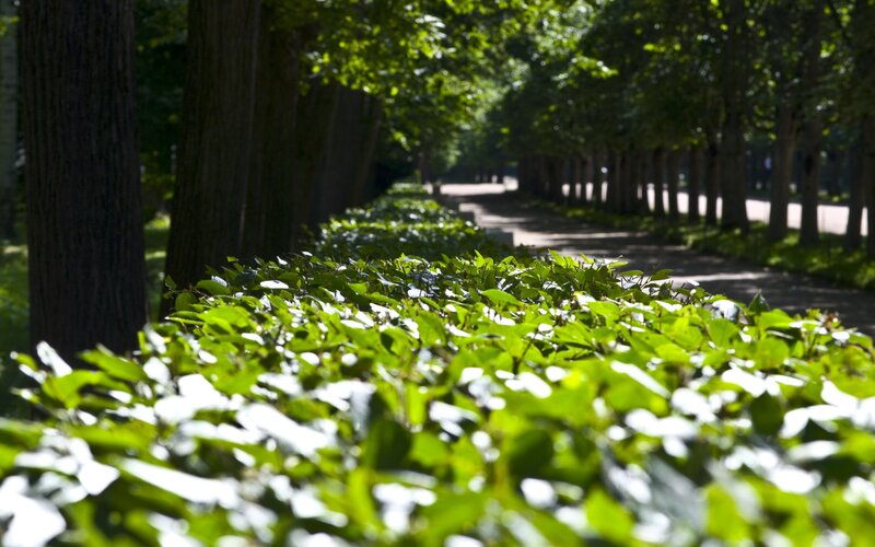 Green Hedge and Trees