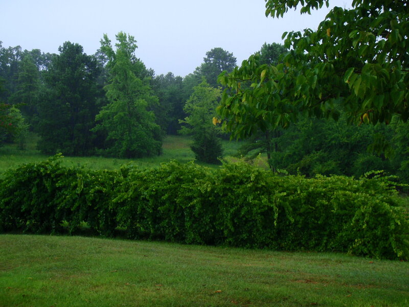 Green Hedge in Field