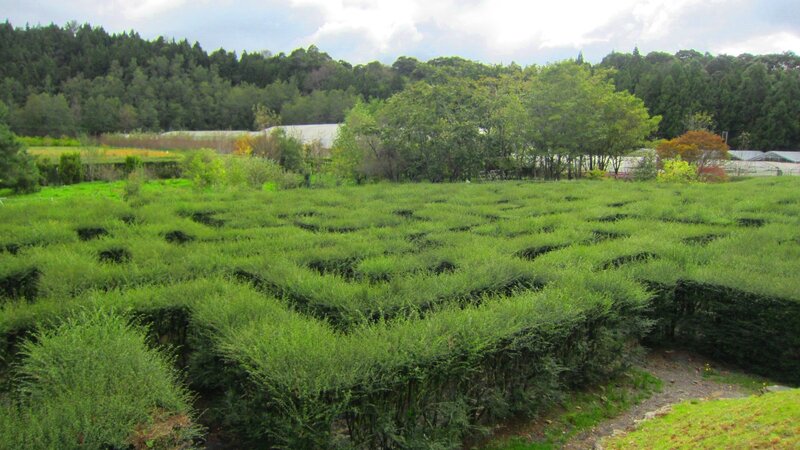 Green Hedge Maze