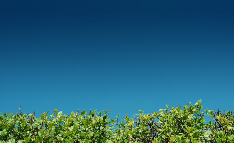 Green Hedge under Blue Sky — Serene