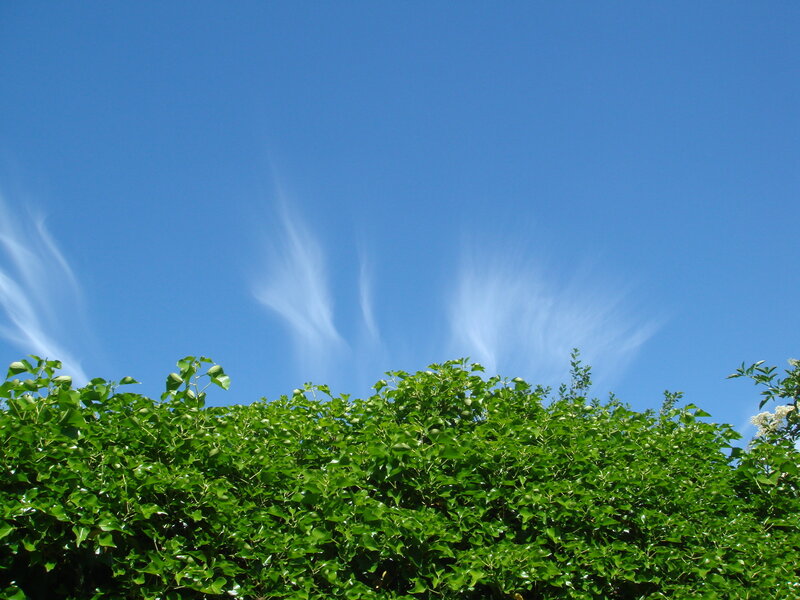 green hedge under blue sky