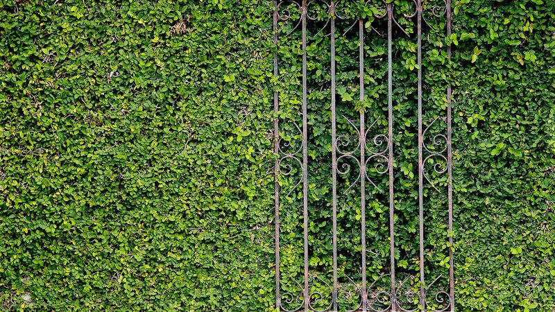 green hedge with iron gate
