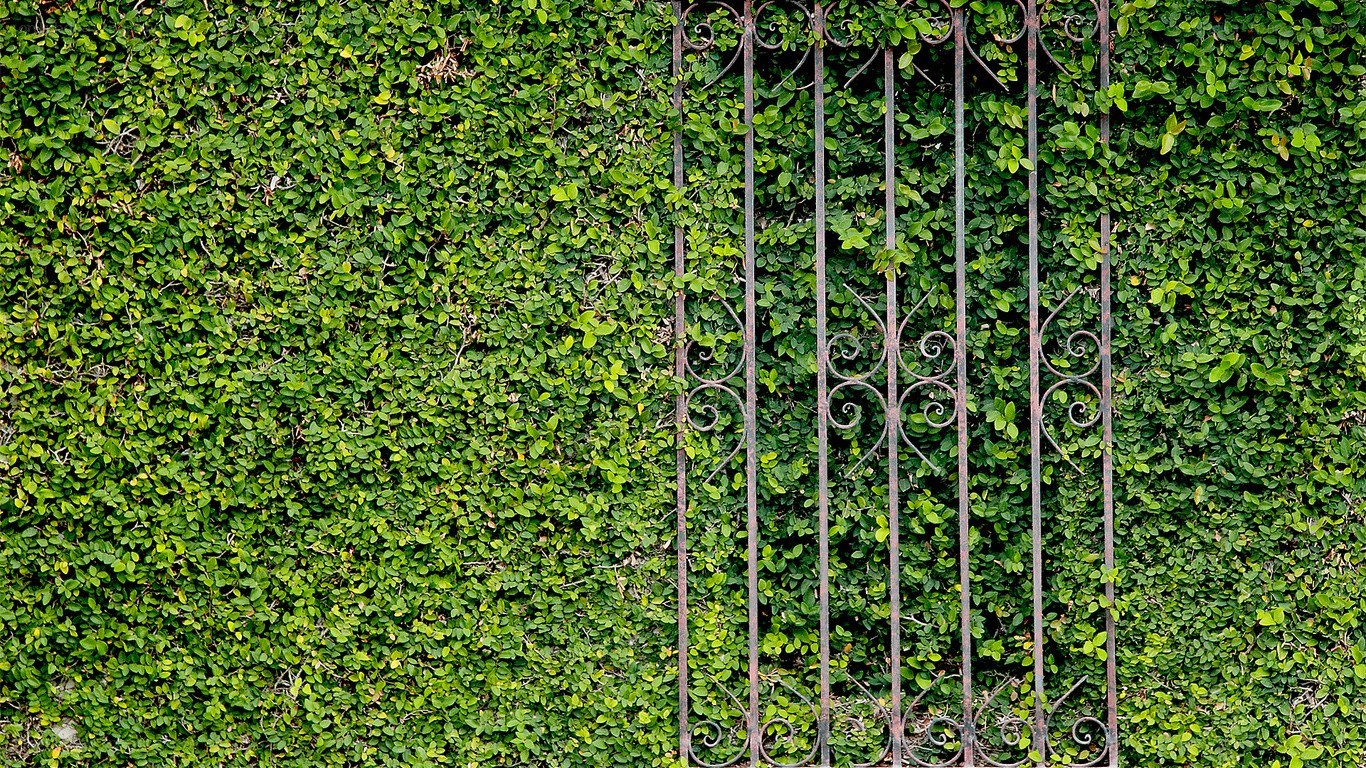 green hedge with iron gate